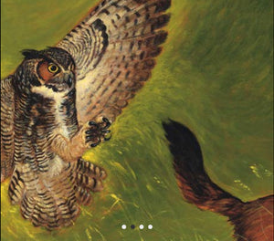 Adopted by an Owl: the True Story of Jackson the Owl